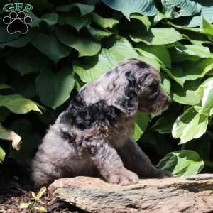 Marshal, Irish Doodle Puppy